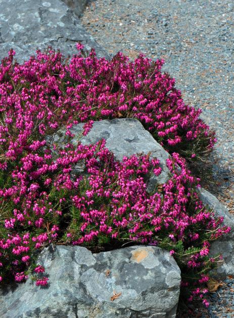 Erica carnea ‘Myretoun Ruby’ 