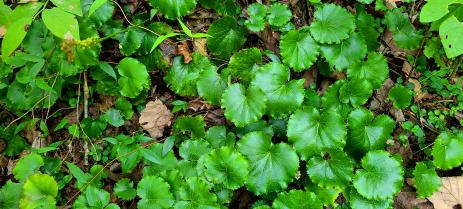 Galax urceolata with scalloped leaf margins.