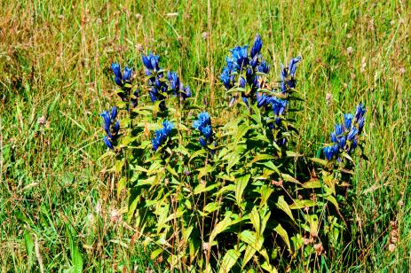 Gentiana asclepiadea