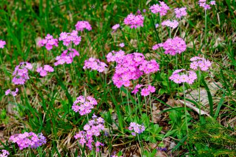 Primula farinosa