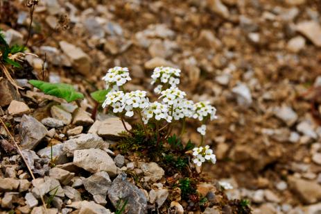 Pritzelago alpina