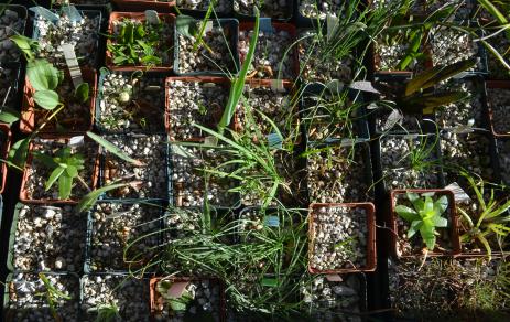 Flats of bulbs growing in pots