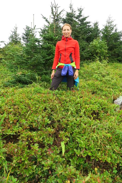 Therorhodion glandulosum on Cape Orlov in the  Khabarovsk region, Russia