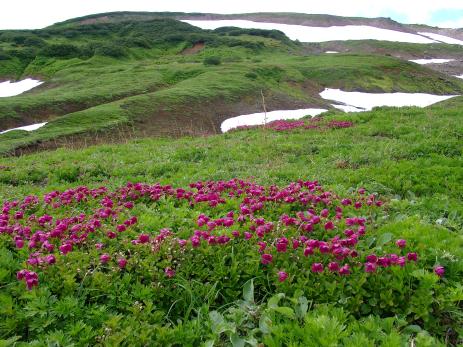 Therorhodion camtschaticum in Kamchatka, at the foot of the Mutnovsky volcano  Photo by A. N. Berkutenko