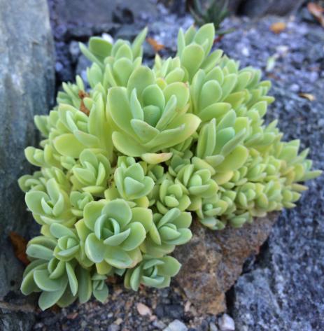 Orostachys ‘Peach Perfect’