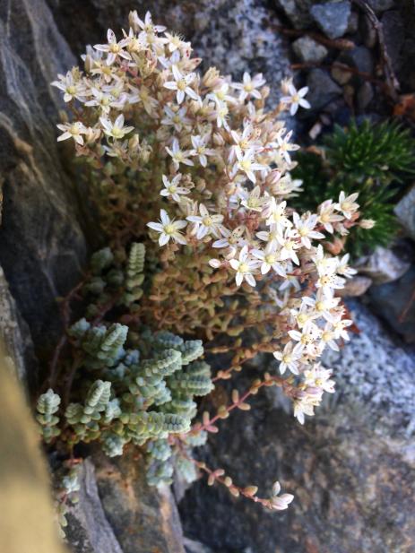 Sedum brevifolium var. induratum