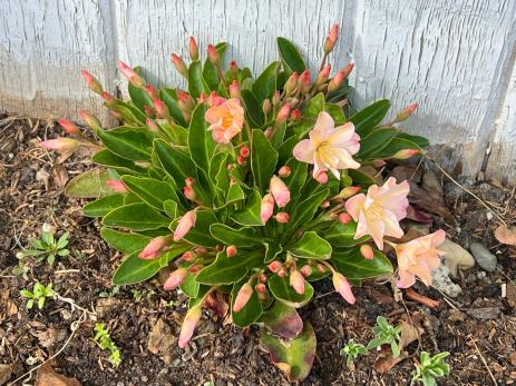 Lewisiopsis tweedyi