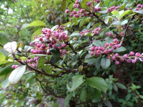 unidentified Vaccinium