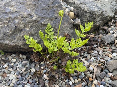 Cryptogramma acrostichoides     