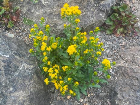 Solidago multiradiata