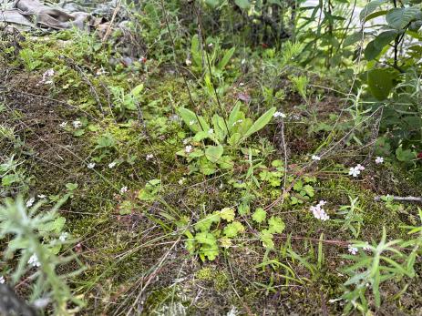 Androsace geraniifolia