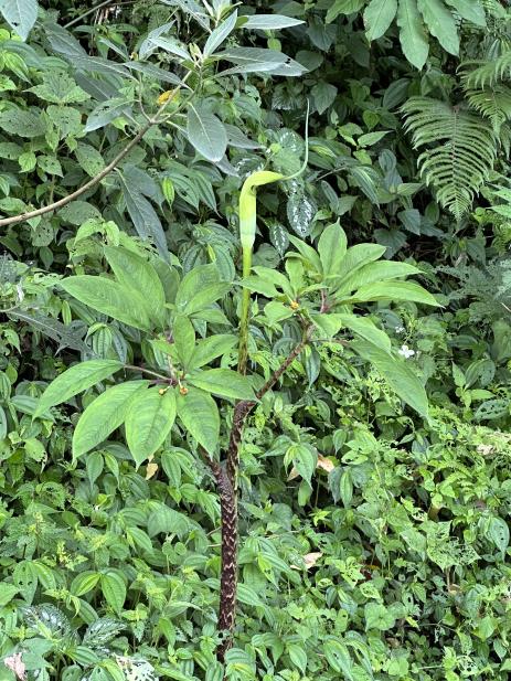 Arisaema tortuosum