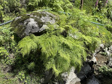 Onychium cryptogrammoides     