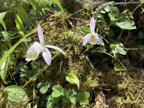 Pleione hookeriana