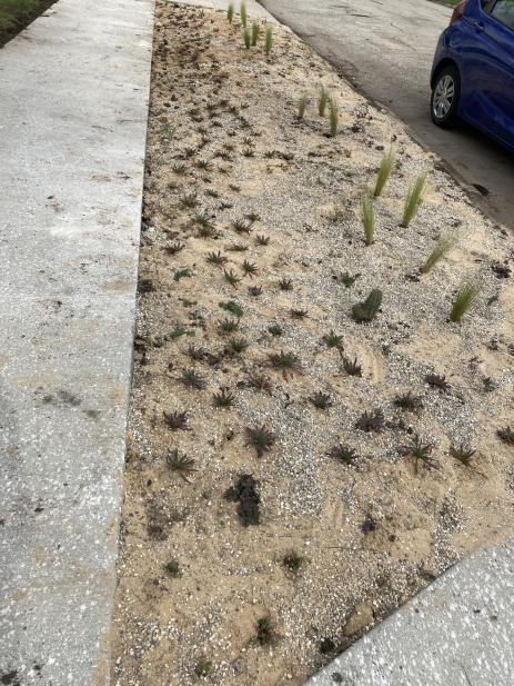 The bed all planted up.