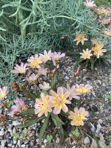 Lewisia ‘Tutti Frutti’ with Seseli gummiferum foliage