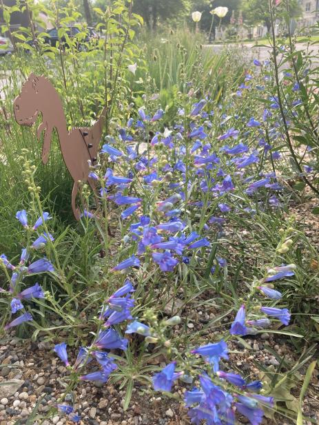 Penstemon heterophyllus ‘Zuriblau’ with one of the resident dinosaurs.