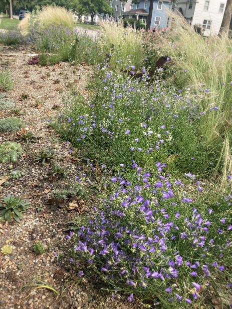 An unknown campanula 