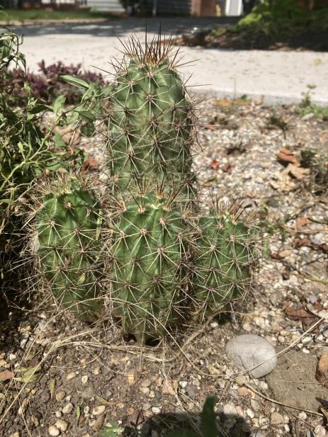 This Echinocereus x roetteri is the most  asked-about plant in the garden