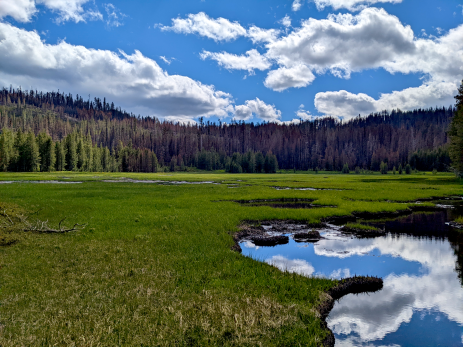 Wetlands often stop wildfires at their margins.