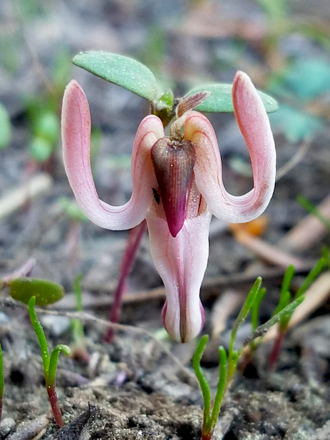 Longhorn steer’s-head (Dicentra uniflora)