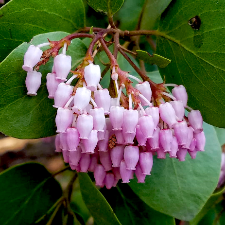 Greenleaf manzanita (Arctostaphylos patula)