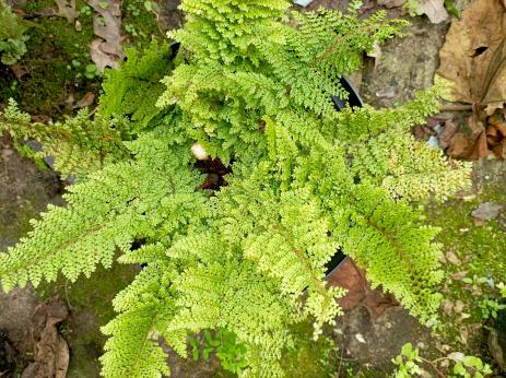 The Crawfordsburn fern (Polystichum setiferum ‘Divisilobum Crawfordiae’)