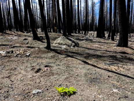 A year after the Dixie Fire, I walked through acres of forest that looked just like this: no visible plant life except an occasional flourishing bracken fern (Pteridium aquilinum).