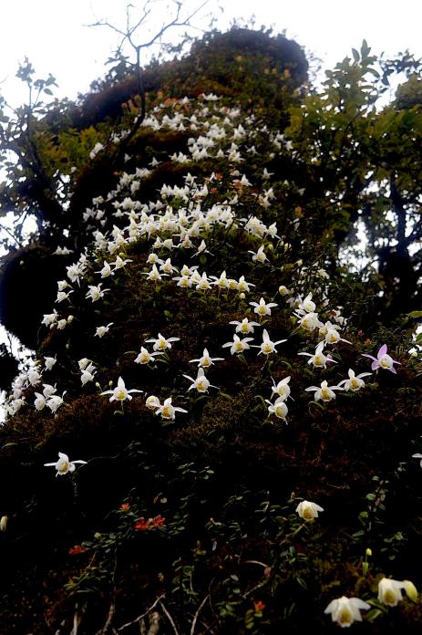 A large tree trunk covered by  Pleione hookeriana