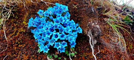 Gentiana gilvostriata         