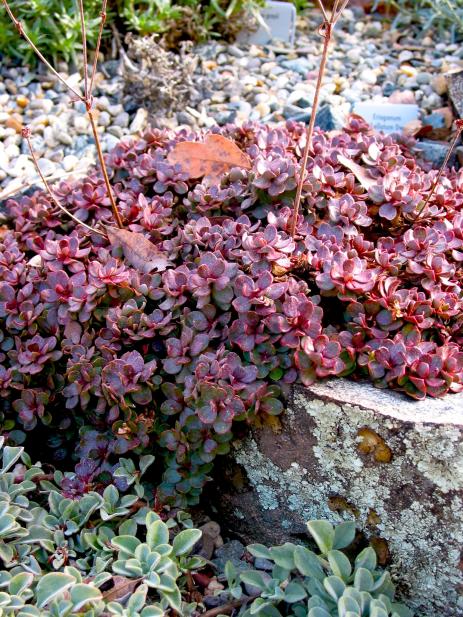 Eriogonum siskiyouense winter foliage     