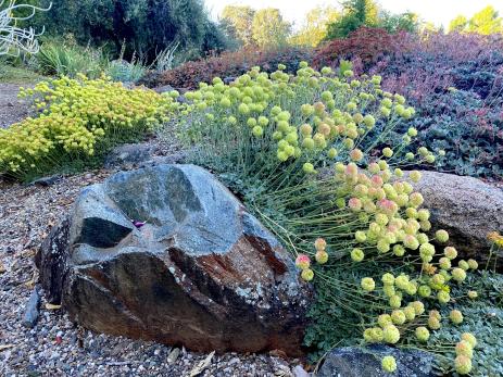 Eriogonum siskiyouense     