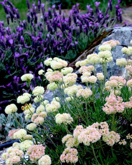 Eriogonum heracleoides var. minus   