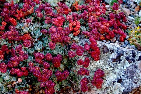 Eriogonum umbellatum var. minus    