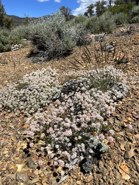 Eriogonum kennedyi var. purpusii