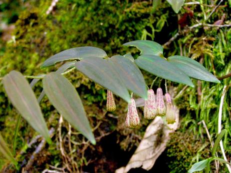 Polygonatum autumnale     