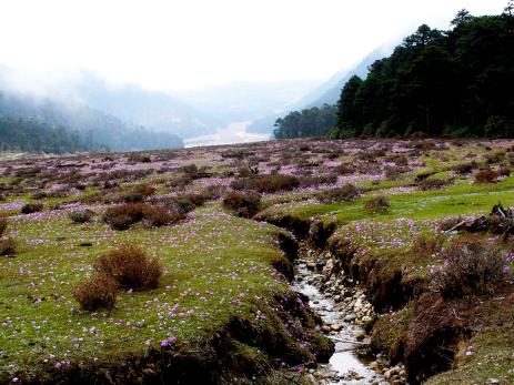 Primula denticulata covering Yumthang Valley during May 