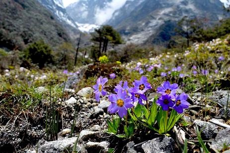 Primula dickieana