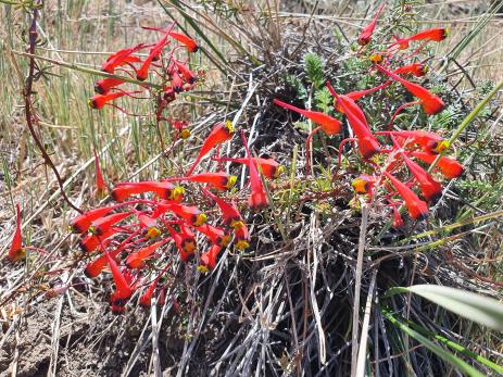 Tropaeolum tricolor