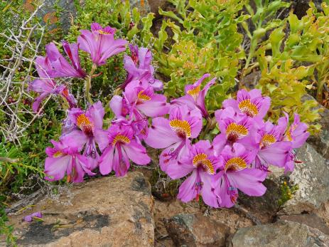 Alstroemeria magnifica         