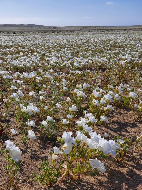 White Nolana sp. as far as the eye can see