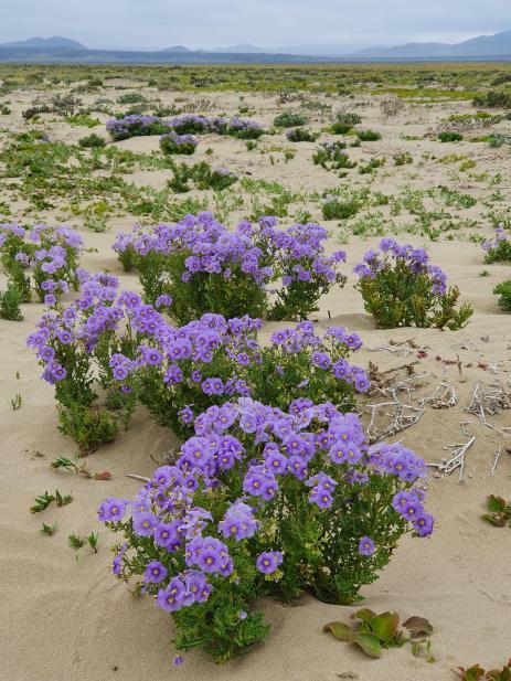 Solanum heterantherum 