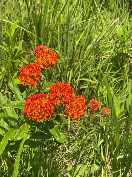 Asclepias tuberosa       