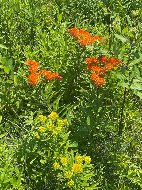 Asclepias tuberosa       