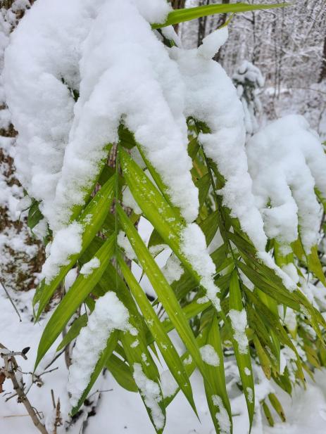 Potted Chamaedorea microspadix in the snow.