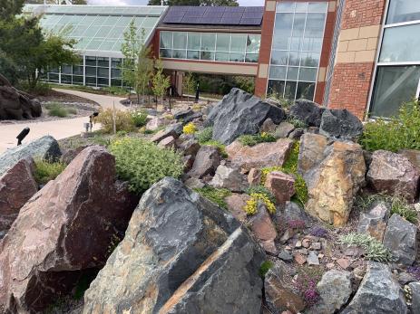 Plants in the crevice garden continue to thrive.