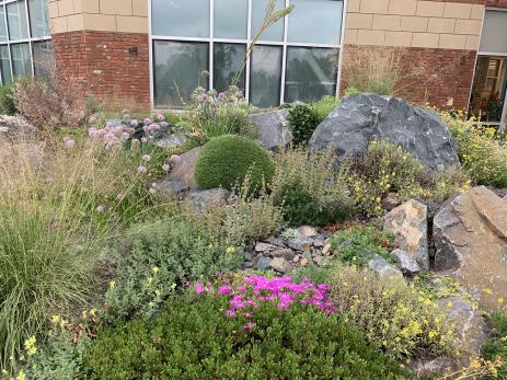 Plants in the crevice garden continue to thrive.