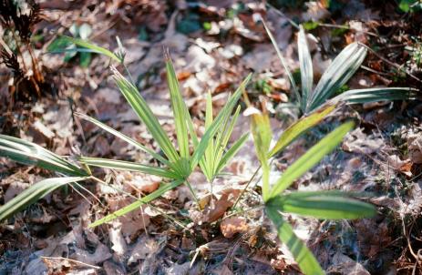 Rhapidophyllum hystrix in March, 2005, after successfully overwintering.