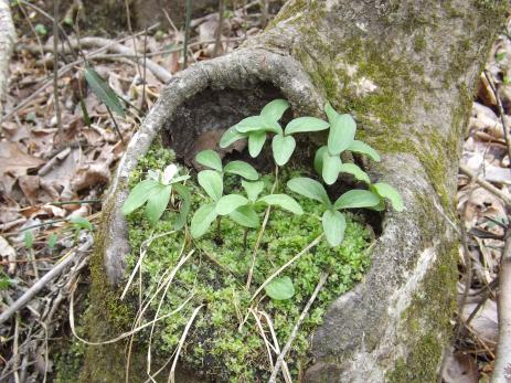 Trillium pusillum var. 4