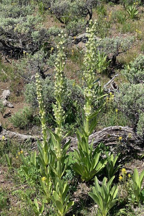 Frasera speciosa in bloom.